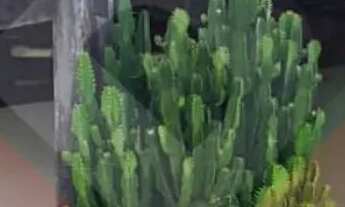 Imagem 2: Imóvel para aluguel, Nova Marabá - Marabá - PA