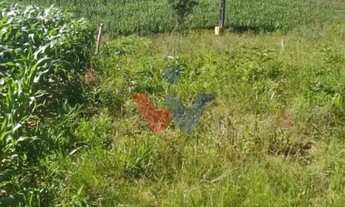 Imagem 6: Terreno para Chácara em Mandirituba 6.050 m Próximo à BR-116