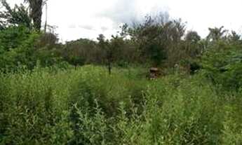 Imagem 6: Vendo Terreno no Povoado Santa Teresa