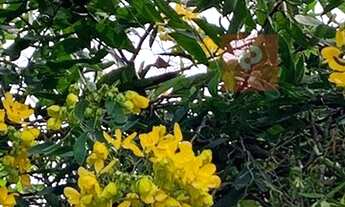 Imagem 16: Casa para aluguel tem 167 metros quadrados com 4 quartos em Jardim Novo Mundo - São Paulo