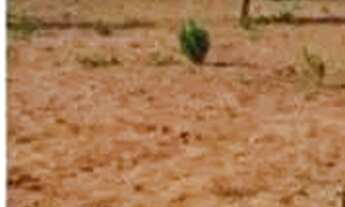 Imagem 2: Área à venda com 48,26 Hectares - Presidente Kennedy - To