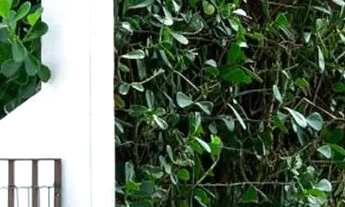 Imagem: Chácara de 60 Tarefas - Maruim