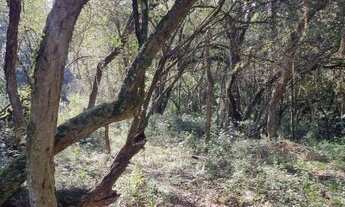 Imagem 4: Lindo sítio com casa, todo arborizado próximo do asfalto em Águas Claras