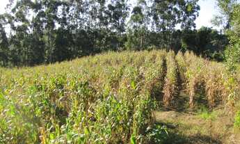 Imagem 3: Área rural 5 hectares em Santa Terezinha - SC