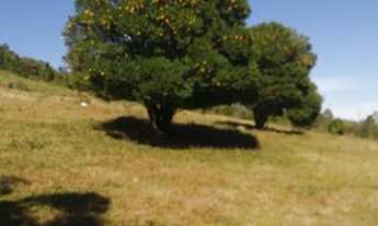 Imagem 2: Fazenda/Sítio/Chácara para venda com 120000 metros quadrados em Rural - São Francisco de P