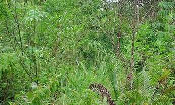 Imagem 7: Terreno 7 barras c/ cachoeira- aprox 10 alqueires