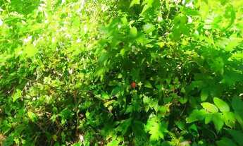 Imagem 2: Terreno Próximo a Cachoeira em Ibiúna!