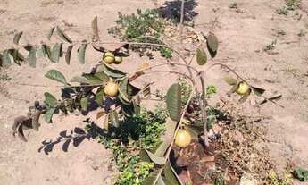 Imagem 6: Chácara 4.000m², à 8km de Jaranápolis-Go, 55 km de Anápolis