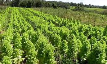 Imagem 3: Terreno em Ibiúna, apenas 800m do asfalto!!