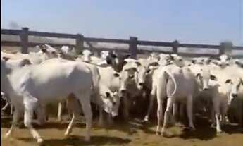 Imagem 2: Fazenda Caiana em Mato Grosso - Porteira Fechada