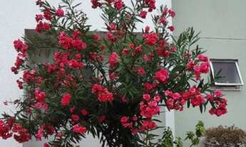 Imagem: Sobrado na Quadra 102 do Total Ville