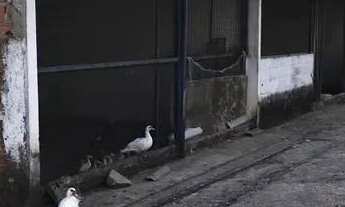 Imagem 2: Alugo Galpoes no distrito industrial, medindo 12 mil m2