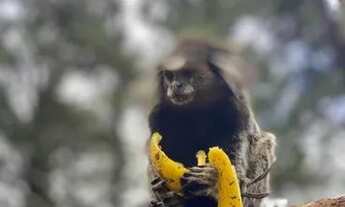 Imagem 6: CASAS VENDE SE ALUGA SE ~ Riacho Grande SBC