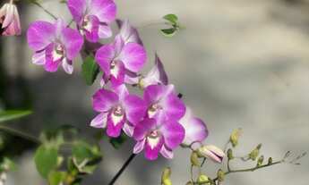 Imagem 4: Apartamento para aluguel tem 33 m 2 com 1 dorm e 2 vagas