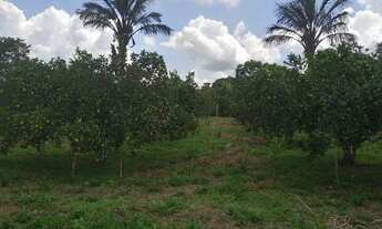 Imagem 5: Sítio em Manacapuru