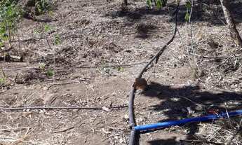 Imagem 5: Chácara Fercal Sobradinho 7.6 Hectares / Oportunidade