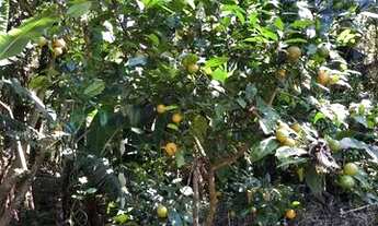 Imagem 2: Sítio de 1 alqueire com nascente na Serra da Mantiqueira - Córrego do Bom Jesus