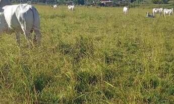 Imagem 2: Granja com 17 hectares na região de mente Alegre