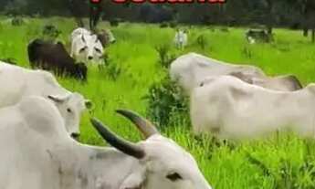 Imagem 5: Fazenda de Gado, Milho, Laranja, Camarão...