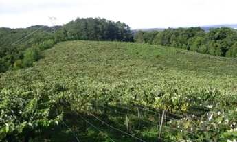 Imagem: TERRAS PRODUTIVAS EM CORONEL PILAR- RS