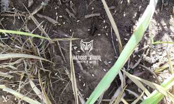 Imagem 3: FAZENDA DE OPORTUNIDADE EM MONTES CLAROS DE 145 HA A 45 KM DA CIDADE SENTIDO MIRABELA