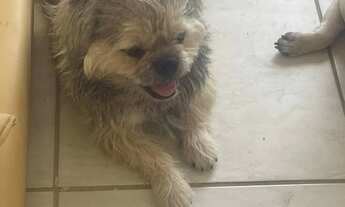 Imagem 4: Vendo os 2 um de raça