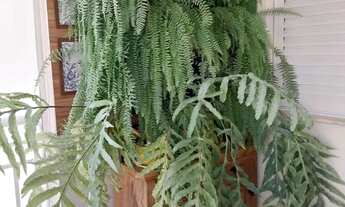 Imagem: APTO. ALTO PADRÃO V. PRUDENTE REF 290