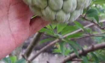 Imagem 5: Casa semi mobiliada