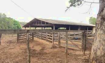 Imagem 3: Fazenda 32.5 alqueires, excelente para pecuária!