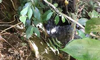 Imagem 3: Sítio de 1 alqueire com nascente na Serra da Mantiqueira - Córrego do Bom Jesus