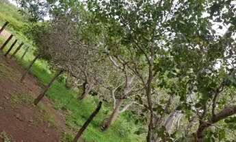 Imagem 7: Chácara Fazenda em Formosa GO 36 hectares = 320.000m²