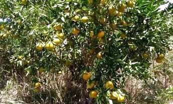 Imagem 4: Sítio em Alagoa Nova-PB