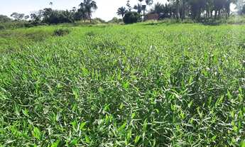 Imagem 4: Fazenda/Sítio/Chácara para venda tem 17000000 metros quadrados