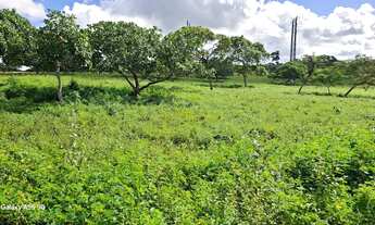 Imagem 6: Excelente área de terra de 9. 5t Distrito TiquaruçúR$ 380.000t