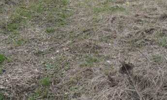 Imagem 2: Terreno 324m Barracão Gaspar com escritura pública