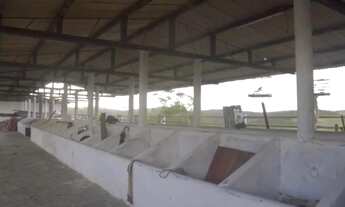 Imagem 3: VENDO FAZENDA 300HA NO CAPIM