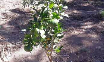 Imagem 4: Chácara Fercal Sobradinho 7.6 Hectares / Oportunidade