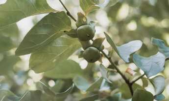 Imagem 6: Terreno - Bairro Mato Queimado