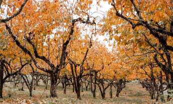 Imagem 2: Terreno - Bairro Mato Queimado