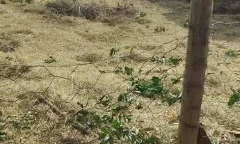 Imagem 7: Terreno 250m² no Universitário Fernandópolis