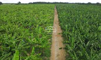 Imagem: EXCELENTE FAZENDA DE PLANTIO DE BANANA E