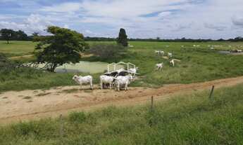 Imagem 6: EXCELENTE FAZENDA DE PLANTIO DE BANANA E PECUARIA NO NORTE DE MINAS