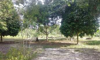 Imagem 2: Sítio na estrada de Novo Airão