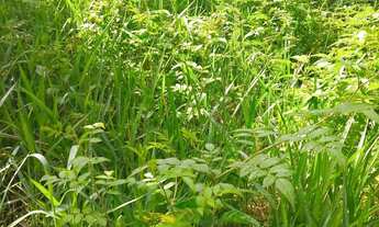 Imagem 4: 4 mil mts quadrados a 1200 mts da rodovia