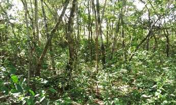 Imagem 2: Chácara com 1,2 hectares