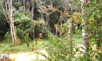 Imagem 6: Excelente Chácara Sem Benfeitorias