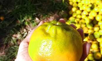 Imagem 2: Sítio em Alagoa Nova-PB