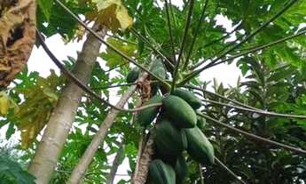 Imagem 6: Baita sítio 5000m2 c/casa espetacular e piscina no condomínio Rancho Alegre