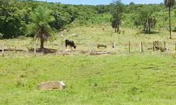 Imagem: Chácara em Americano do Brasil, Goiás