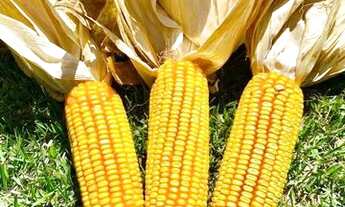 Imagem 2: Fazenda de 260 alq em Corumbá-Go